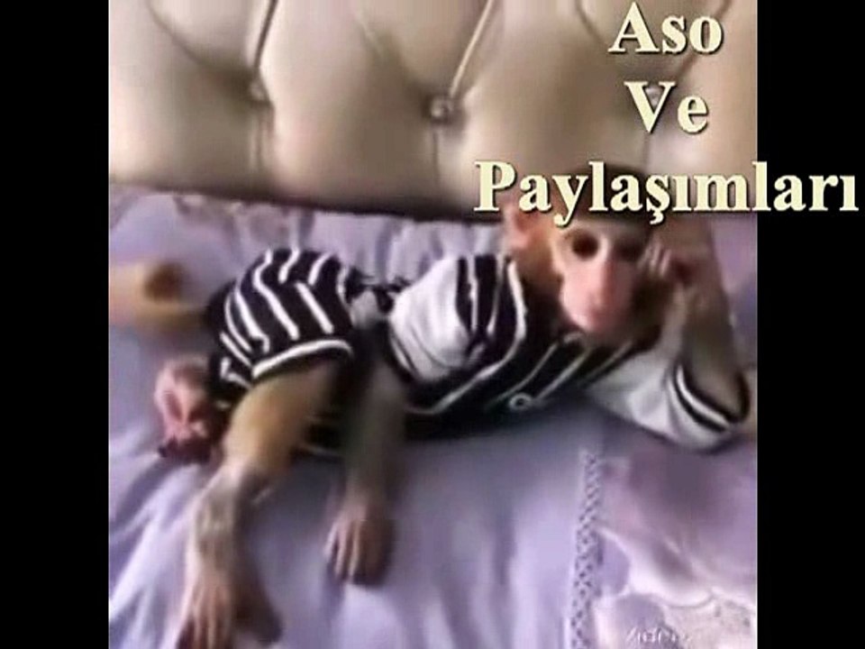 Kürtçe Dublaj Maymun Xazginiyemın..Aso ve Paylaşımları