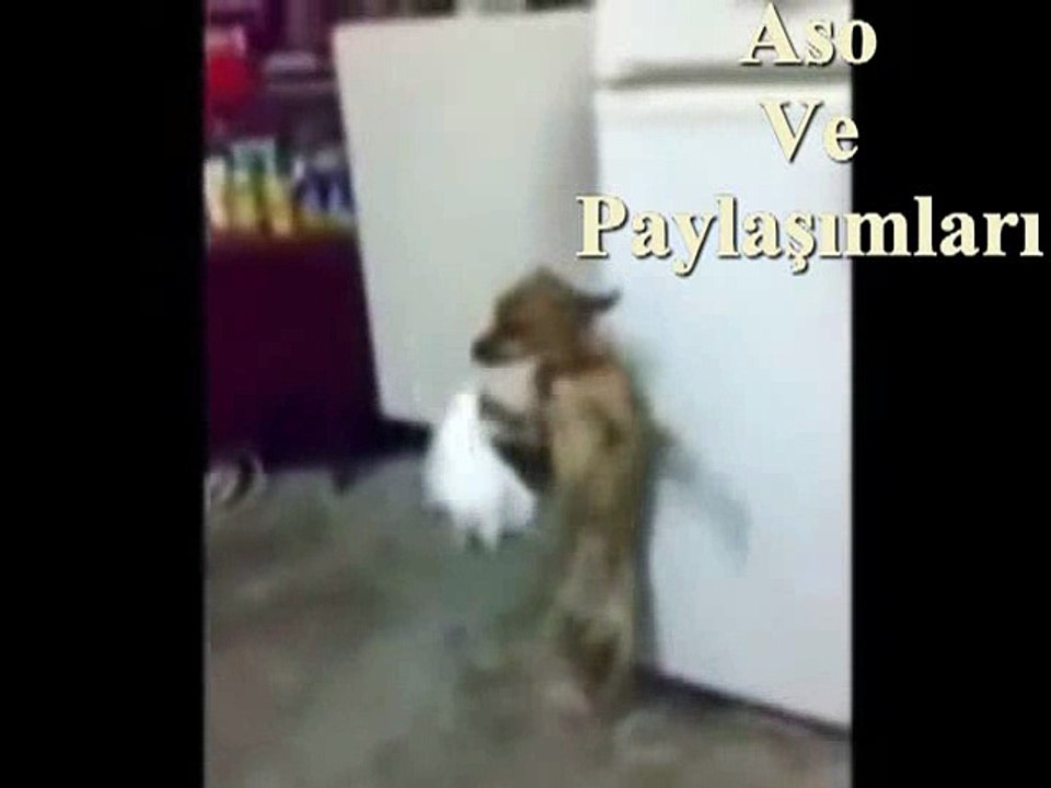 Halay Çeken Hayvnalar.Aso ve Paylaşımları