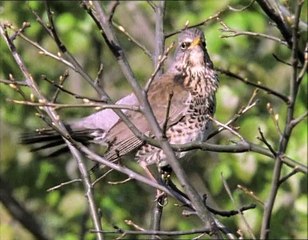 A Madarak Élete - 06. Hangok És Jelek (Signals And Songs)