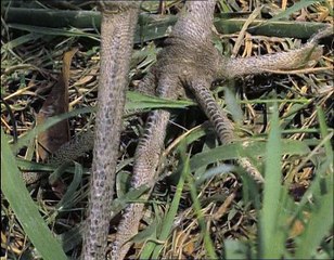 A Madarak Élete - 05. Halvadászok (Fishing For A Living)