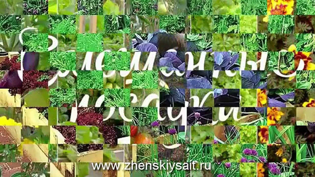 Овощи-соседи на грядках