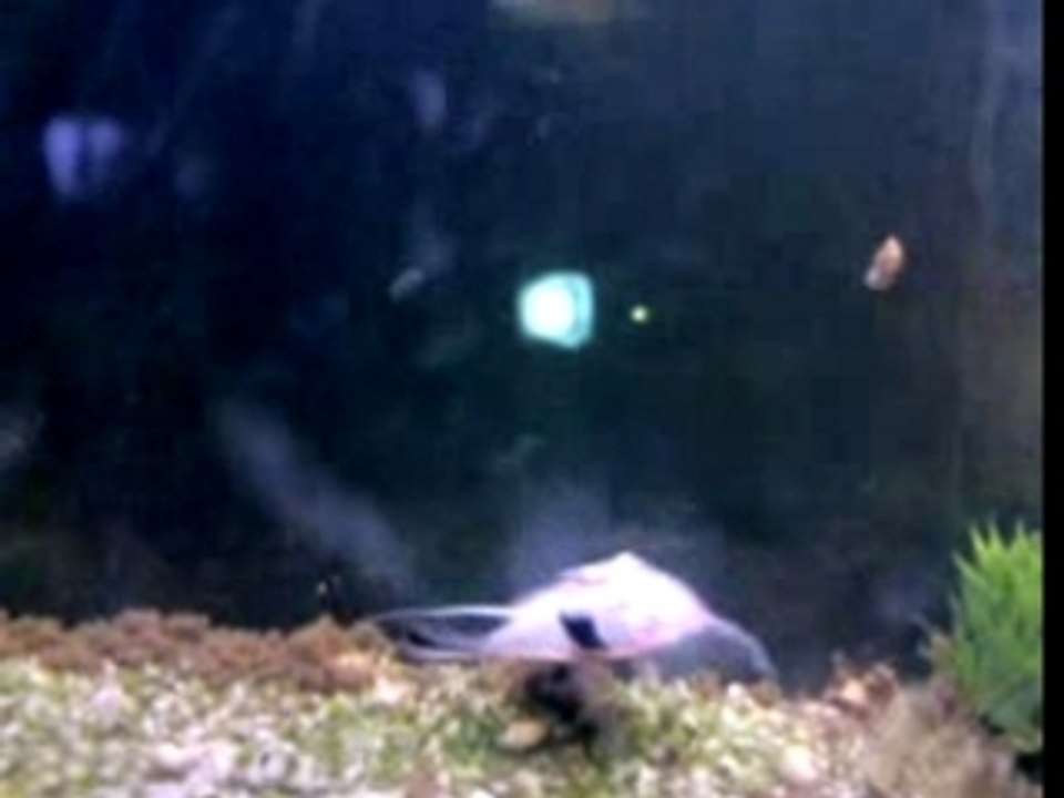 Poisson polo