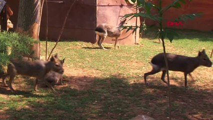 İzmir Kazada Yaralanan Gençlerin Yakınları Ağladı
