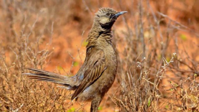 Kỳ lạ loài chim có dáng thẳng đứng oai vệ