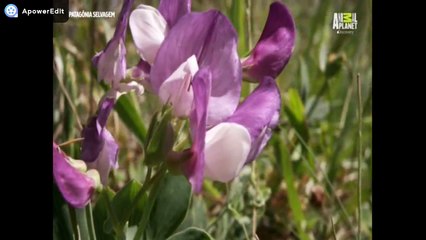 PATAGÔNIA SELVAGEM - EP. 2 : Calor e Poeira