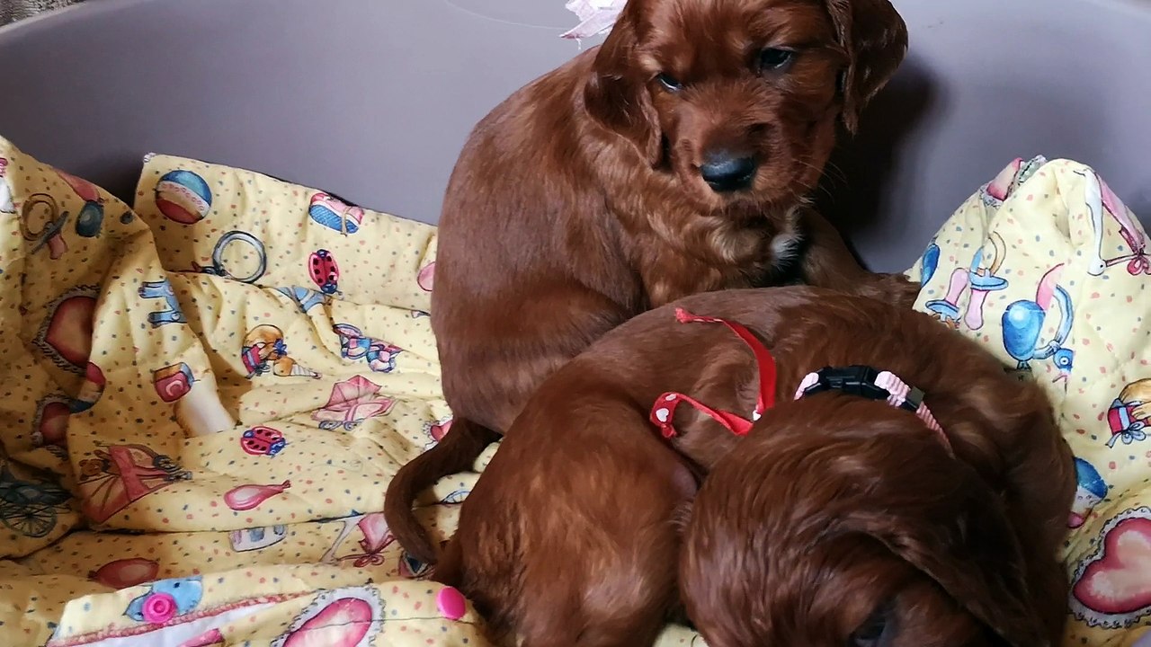 La petite bouille des demoiselles