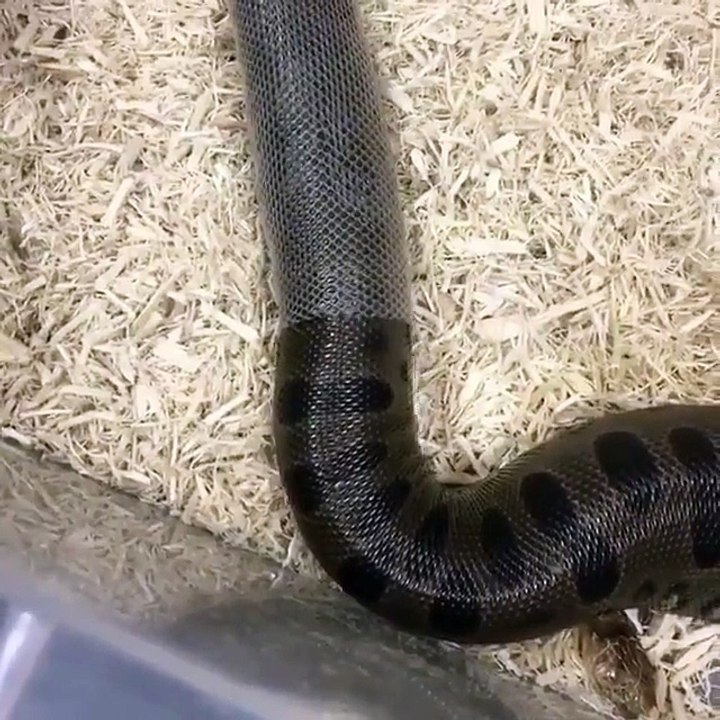 Un serpent en pleine mue change de peau : magnifique et terrifiant