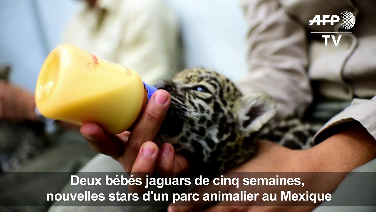 Deux bébés jaguars, nouvelles stars d'un zoo au Mexique