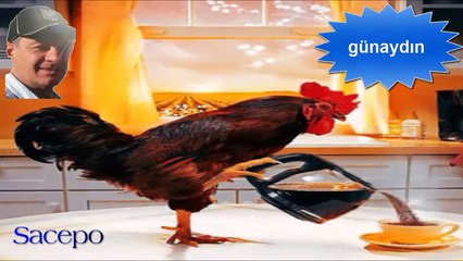 HOROZLAR ALEMİ İLE GÜNE MERHABA