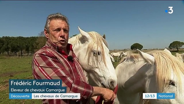 Découverte : la réputation galopante des chevaux de Camargue