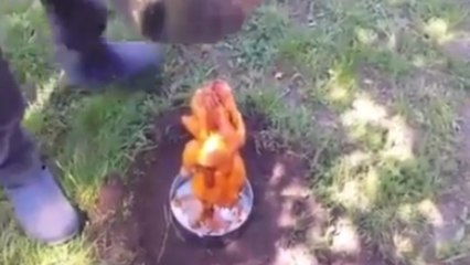 Cuire un poulet sous un baril