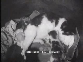 gatta che ha appena partorito allatta anche un topo