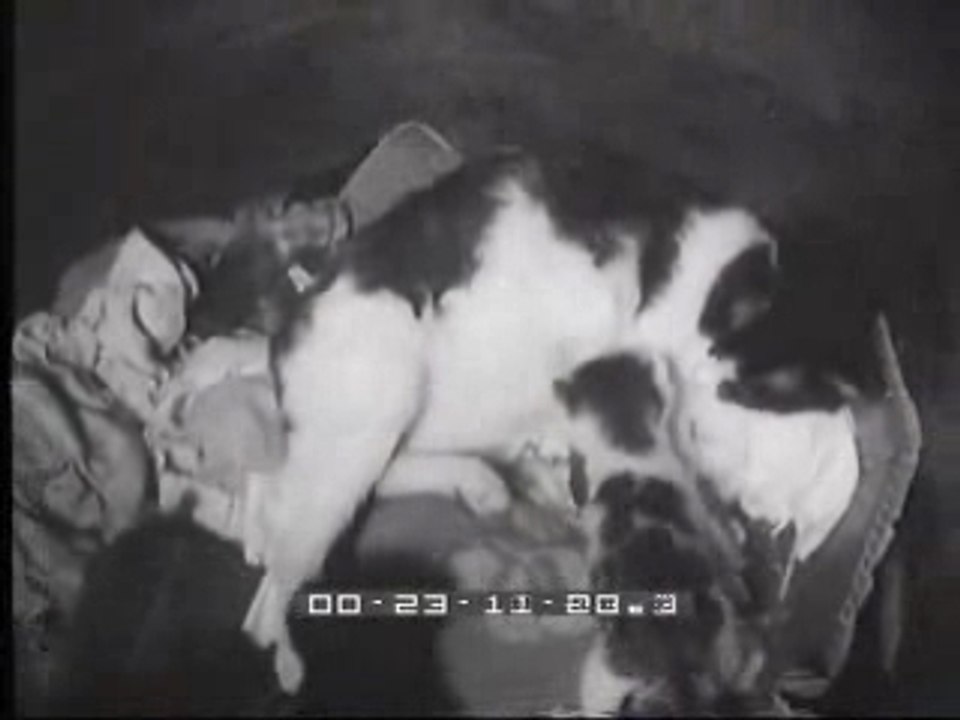 gatta che ha appena partorito allatta anche un topo