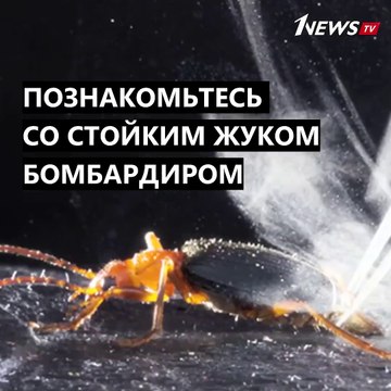 Жук-бомбардир использует необычный защитный механизм, чтобы противостоять хищникам.Подробнее об этом уникальном создании – в нашем видео#briefly #коротко #q