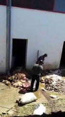 "Pershendetje Joq, kjo eshte situata e perditshme tek thertorja ne tregun e bagetive ne fshatin Qerek lumi Terkuz afer zonave te banimit. Jo me larg se pardje u