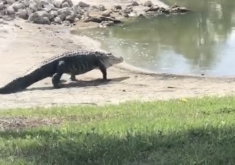 Alligator Creeps Across Bonita Springs Golf Course