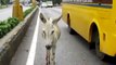 This donkey got hit by a car but was too scared to move from the road. He was so grateful when rescuers finally showed up — and looks SO happy now 