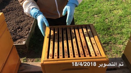 عالم النحل ,وضع حاجز الملكات والعسالة