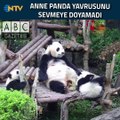 İlgi odağı olan Anne-Yavru Panda