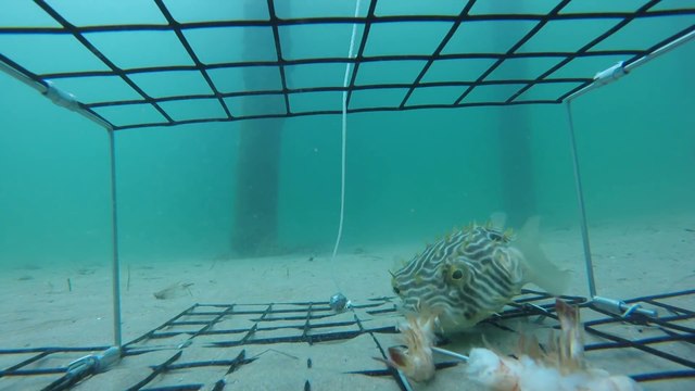 Un piège à crabes ça n'attire pas que des crabes