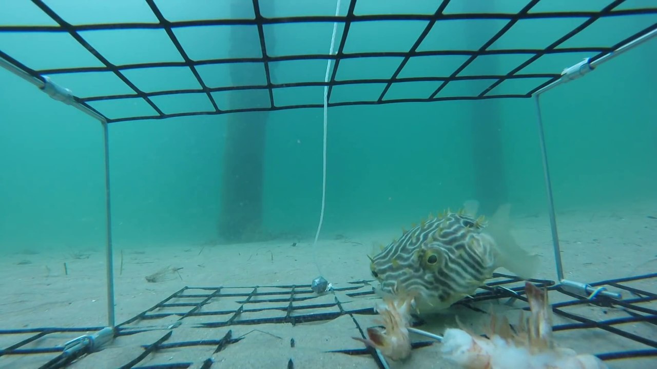 Un piège à crabes ça n'attire pas que des crabes