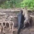 Cette panthère saute à l'eau pour attraper un alligator... Incroyable