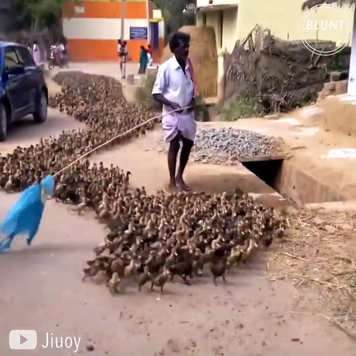 Le talent de ce fermier qui guide et maitrise des milliers de poussins
