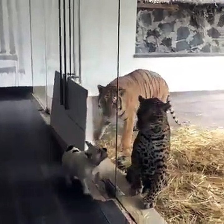 Un petit chien hargneux cherche un tigre et une panthère... Courageux