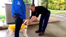 LIVE: Smudge, the guide dog in training is starting her OFFICIAL training today!  She's getting ready for graduation and will soon be ready to start working!