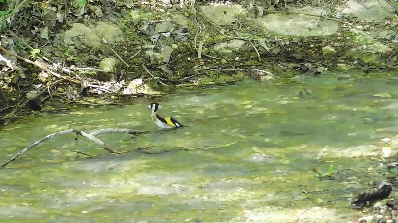sonidos de la naturaleza/ pajarillos en el arroyo /nature sounds /birds in the stream