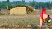 elephant destroyed house in village