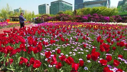 [날씨] 맑고 한낮엔 초여름...고양은 봄꽃 세상 / YTN