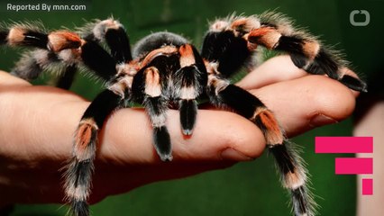 World's Longest-lived Spider Died At 43