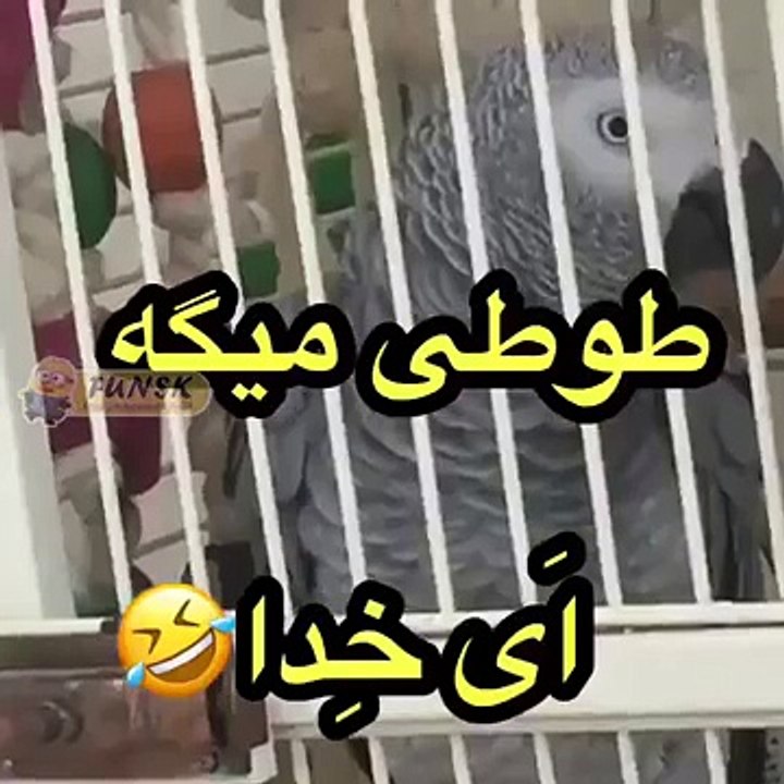 طوطی میگه اَی خِدااا 