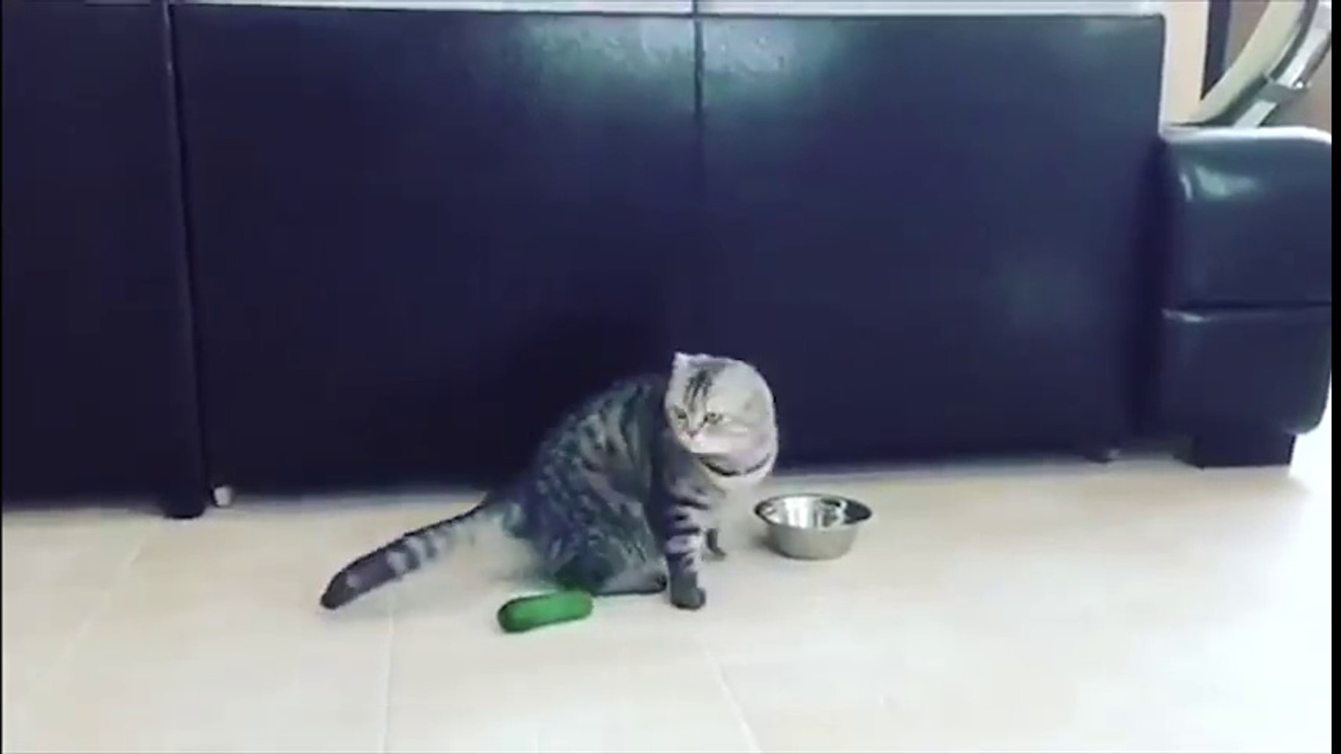 CATS Vs CUCUMBER PICKLE CATS FUNNY Cats Compilation try not to laugh on  Make a GIF