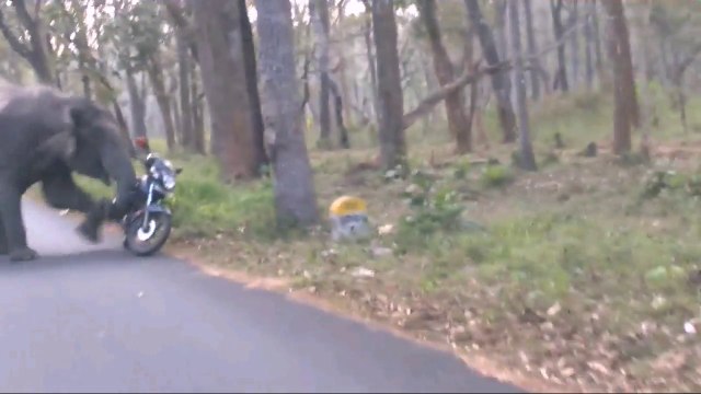 Elephant chasing Bike Riders in the forest...