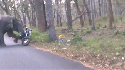 Elephant chasing Bike Riders in the forest...