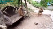 -TRY NOT TO LAUGH or GRIN- Funny Monkeys VS Dogs and Cats Compilation 2017.mp4-