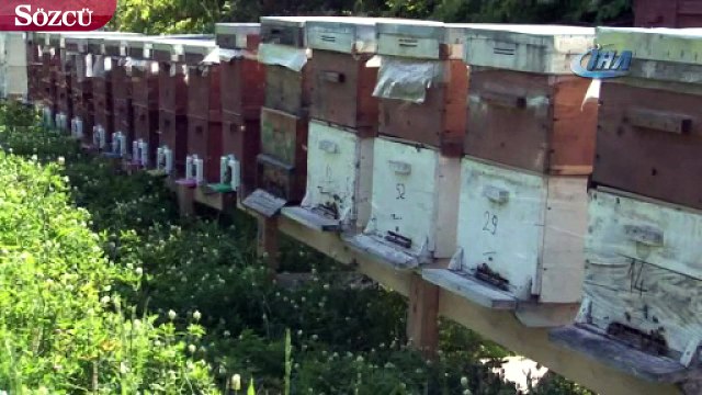 Kilosu 4 bin liradan satılan arı sütünün hasadı başladı