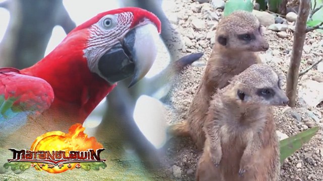 Matanglawin: Kuya Kim's trip to Cebu Safari and Adventure Park