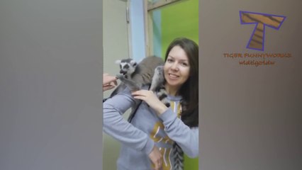 ANIMAL VIDEOS soooo FUNNY that you will be STUNNED! - TRY NOT TO LAUGH!
