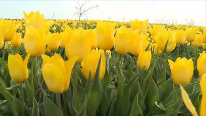 هذا الصباح- قونيا عاصمة زهور التوليب في تركيا