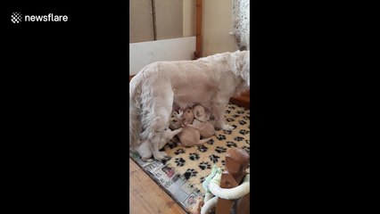 Hungry golden retriever puppies are too cute!