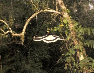 A Madarak Élete - 08. Tojásrakás (The Demands Of The Egg)