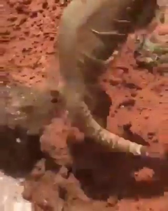 Leur technique pour attraper ces lézards est juste incroyable