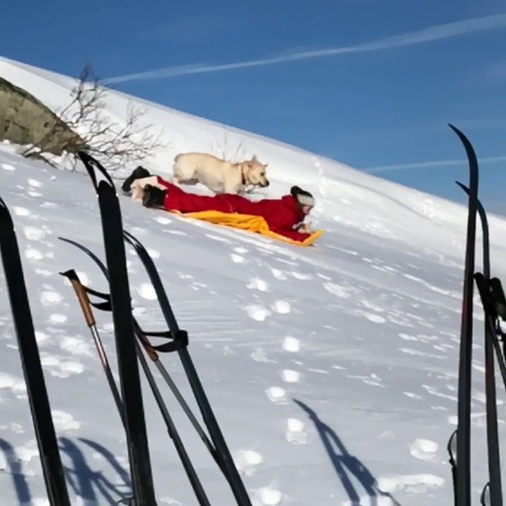 Dogs Epic Face Plant