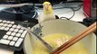 Ce perroquet veut voler la soupe : il lève la tête à chaque fois !