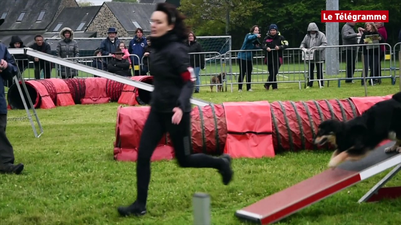 Saint-Brieuc. Les chiens font preuve d'agility