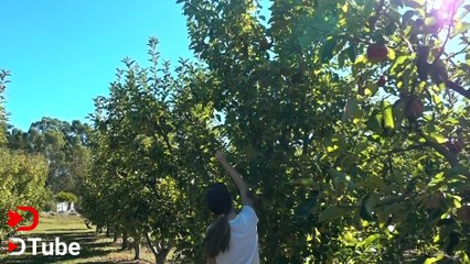 DTUBE - What Does An Apple Farm Adventure Look Like? - My Daughter Copies Me - Sammy Runs In Circles!