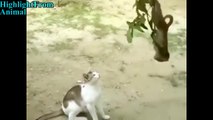 TRY NOT TO LAUGH or GRIN- Funny Monkeys VS Dogs and Cats Compilation 2018